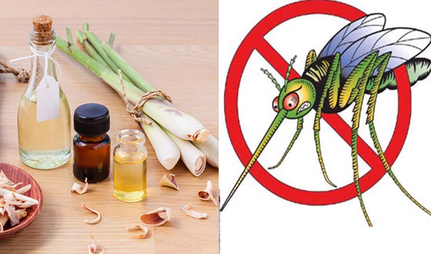 Tinh dầu sả chanh có tác dụng gì đối với côn trùng 